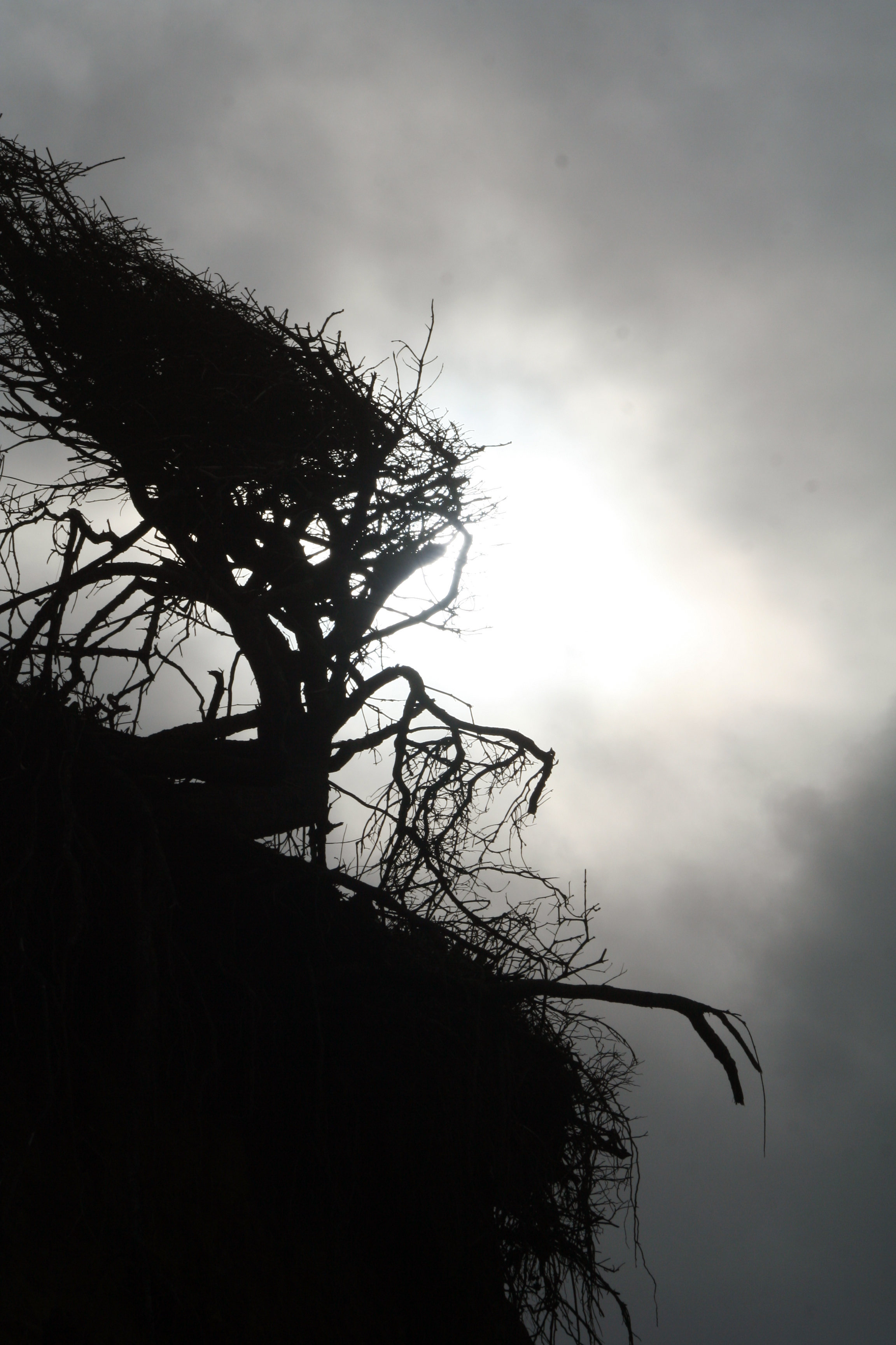 Wind Swept by Diana Wunderle